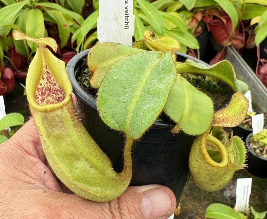 Q1 BE3734 Nepenthes veitchii