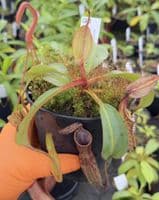 Q3 BE3070 Nepenthes fusca