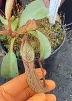 Q3 BE3070 Nepenthes fusca