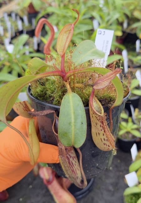 Q3 BE3070 Nepenthes fusca
