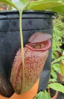 Q4 BE3982 Nepenthes robcantleyi x tenuis