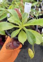 Q4 BE3982 Nepenthes robcantleyi x tenuis