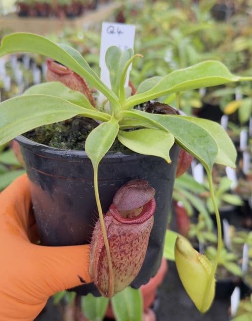 Q4 BE3982 Nepenthes robcantleyi x tenuis