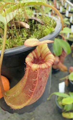 Q6 BE3986 Nepenthes sibuyanensis x (veitchii x lowii)