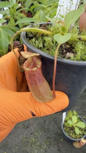 Q7 BE3986 Nepenthes sibuyanensis × (veitchii x lowii)