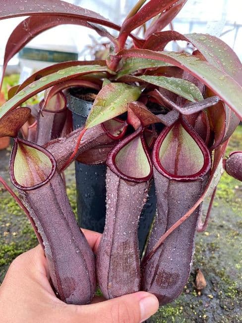 Nepenthes sanguinea Large | Nepenthes Monkey Cup