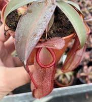 Nepenthes sanguinea | Nepenthes Monkey Cup
