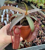 Nepenthes sanguinea | Nepenthes Monkey Cup