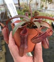 Nepenthes sanguinea | Nepenthes Monkey Cup