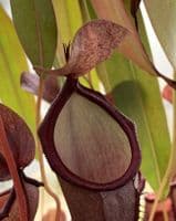 Nepenthes sanguinea | Nepenthes Monkey Cup