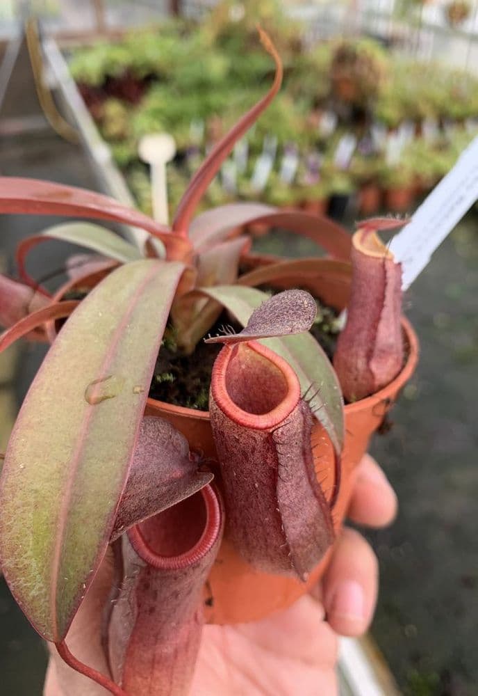 RS1(S) Nepenthes cv Rebecca Soper