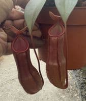 RS11 Nepenthes Rebecca Soper