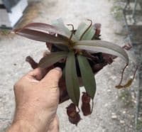 RS11 Nepenthes Rebecca Soper