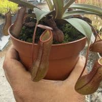 RS11 Nepenthes Rebecca Soper