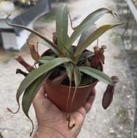 RS11 Nepenthes Rebecca Soper