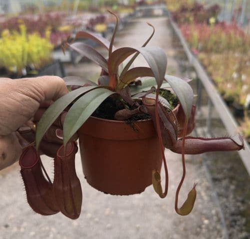 RS11 Nepenthes Rebecca Soper