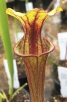 S. flava rubricorpra F811