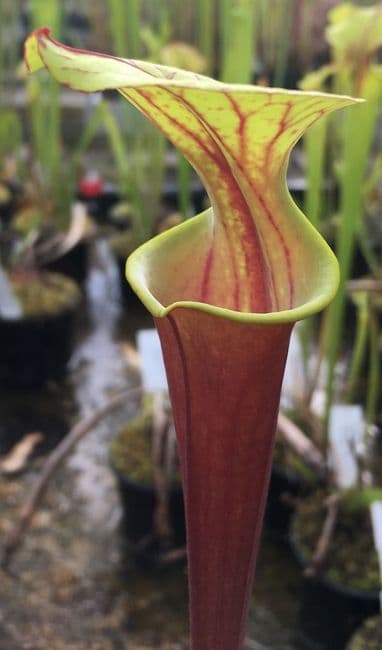 S. flava rubricorpra F811