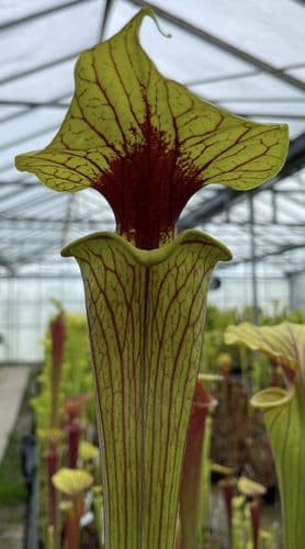 S.flava var ornata F411