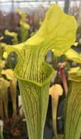 S.rubra ssp Alabamensis SR019