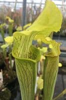 S.rubra ssp Alabamensis SR019