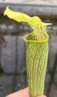S.rubra ssp Alabamensis SR019