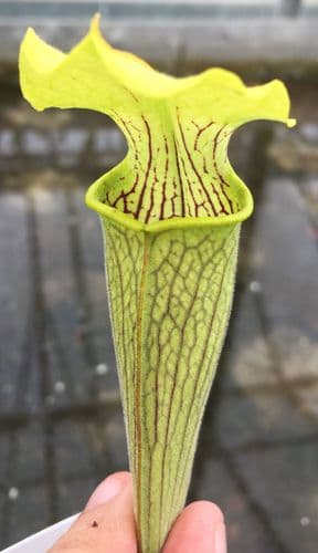 S.rubra ssp Alabamensis SR019