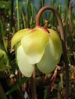 S.alata typ | North American Pitcher Plant