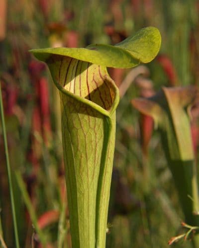 SA001 Sarracenia alata typ