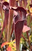 SA007 Sarracenia alata purple tube
