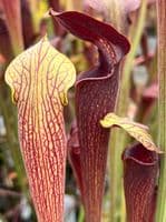 SA007 Sarracenia alata purple tube