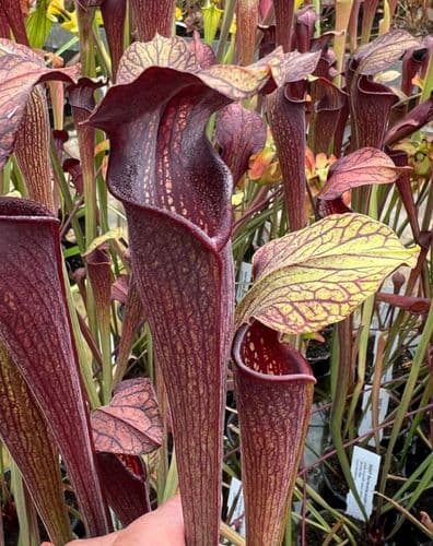 SA007 Sarracenia alata purple tube