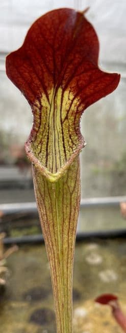 S.alata Heavy veined pubescent, Stone Co, Mississippi | North American Pitcher Plant