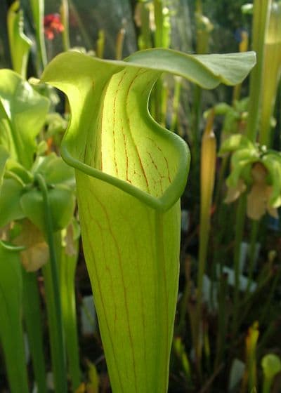 S.alata Angelina County, Texas | North American Pitcher Plant