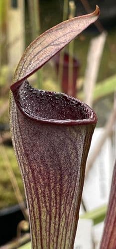 SA012 Sarracenia alata Black tube clone 1