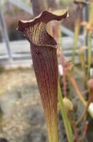 SA021 S.alata heavy veined