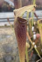 SA021 S.alata heavy veined