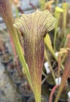 SA021 S.alata heavy veined