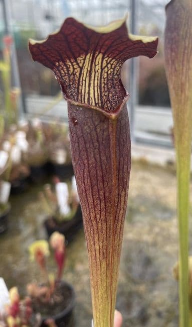 SA021 S.alata heavy veined