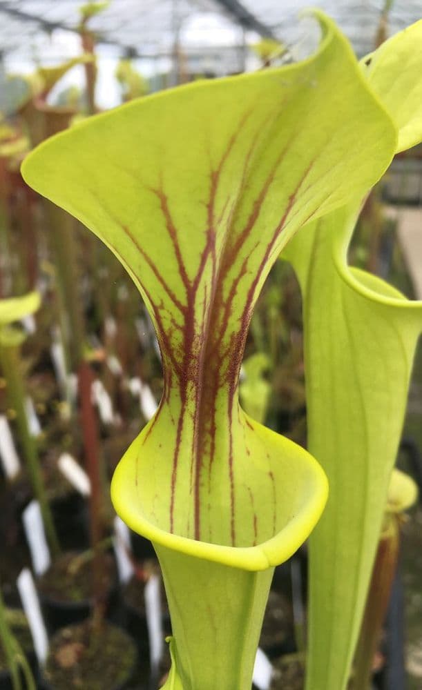 Sarracenia flava lightly veined SF001