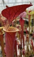 Sarracenia flava var atropurpurea Apalachacola N. Florida SF298