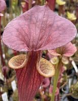Sarracenia flava var atropurpurea Apalachacola N. Florida SF298