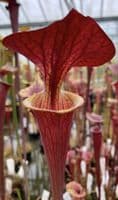 Sarracenia flava var atropurpurea Apalachacola N. Florida SF298