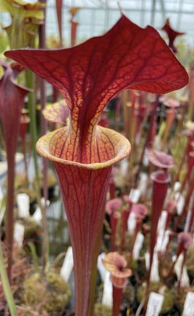 Sarracenia flava var atropurpurea Apalachacola N. Florida SF298