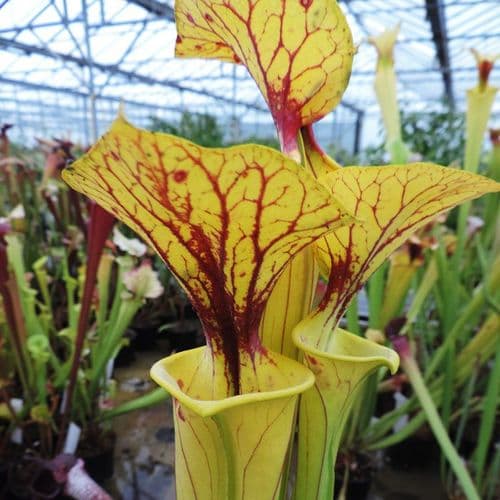 Sarracenia flava var flava Dahlia bog , Greenville , Virginia F009