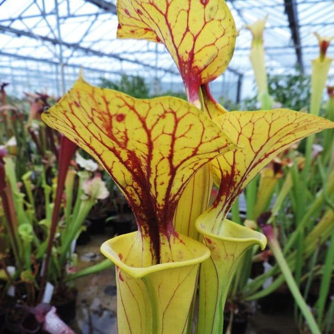 Sarracenia flava var flava Dahlia bog, Greenville, Virginia | North American Pitcher Plant