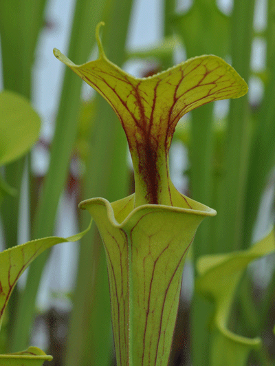 S.flava var flava Dorchester Co S.Carolina | North American Pitcher Plant