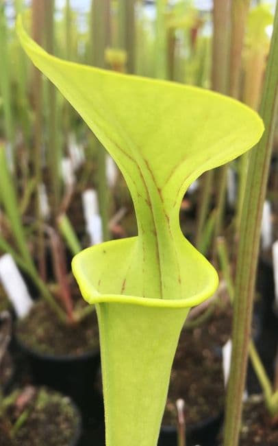 S.flava var flava Dorchester Co S.Carolina | North American Pitcher Plant