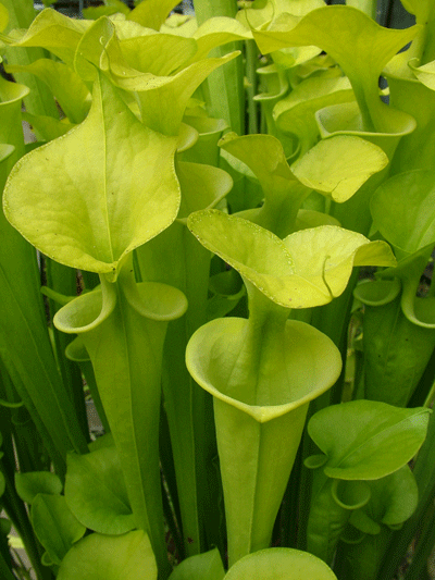 Sarracenia flava var maxima ( all green form ) Saphony Creek, Virginia SF0043