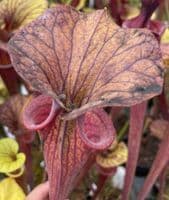 S.flava var ornata 1st site Sandy creek rd N.Fl med | North American Pitcher Plant